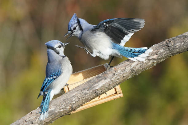istock Blue Jay squabbles over food on the birdfeeder 1737956061