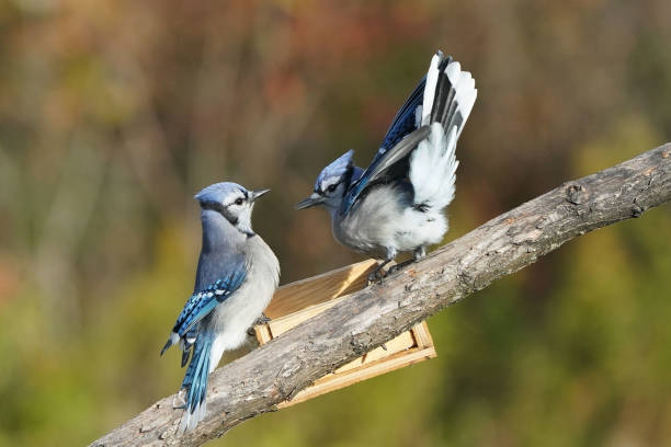 istock Blue Jay squabbles over food on the birdfeeder 1737956062