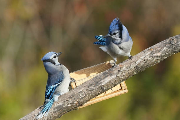 istock Blue Jay squabbles over food on the birdfeeder 1737956578