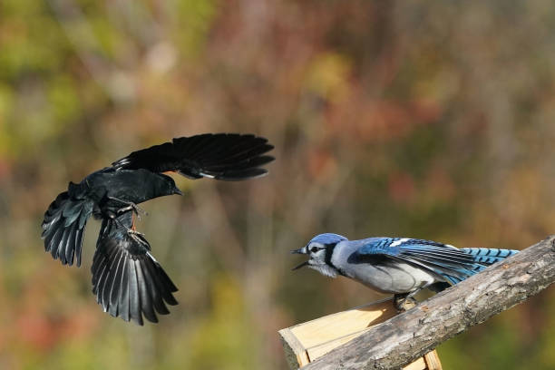 istock Blue Jay squabbles over food on the birdfeeder 1737956751