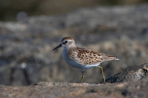 istock Lesser Sandpiper at Lamoine Beach. 1737961967