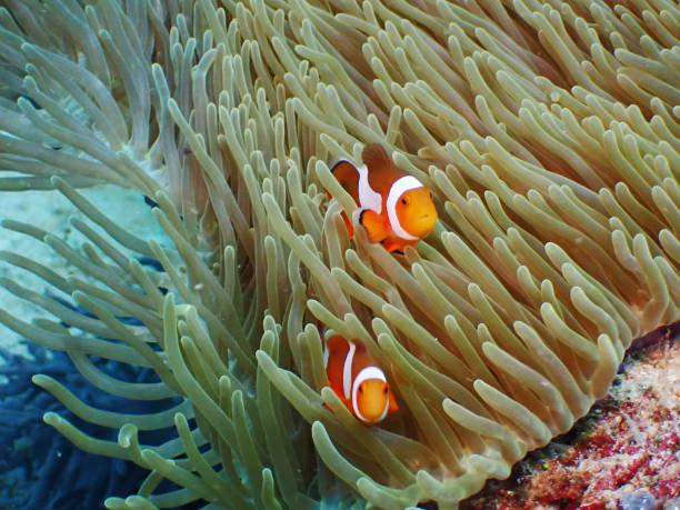 istock Underwater shot at Tenggol Island 1737964083