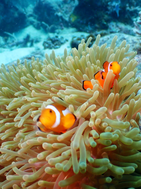 istock Underwater shot at Tenggol Island 1737964088