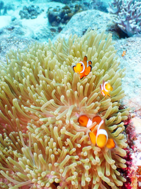 istock Underwater shot at Tenggol Island 1737964090