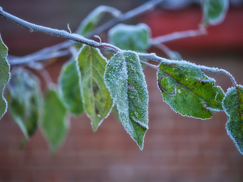 Leaves - dressed in frost and snow
