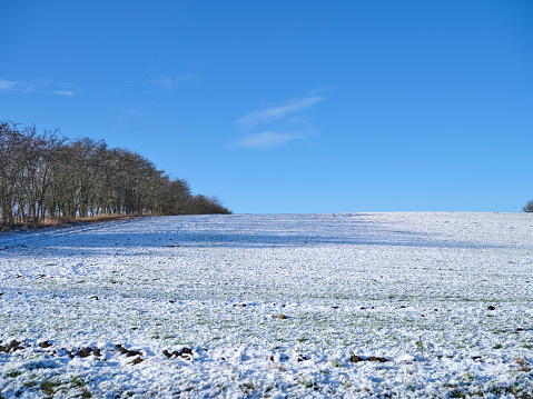 Tree lined winter road on a beautiful winter day