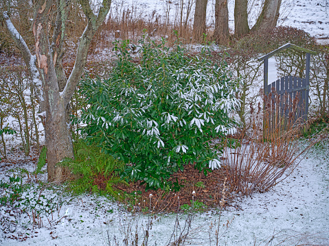 A photo of a poison ivy covered with snow outside .