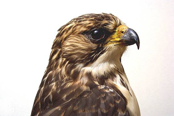 istock Portrait of a Red Tail 173798293