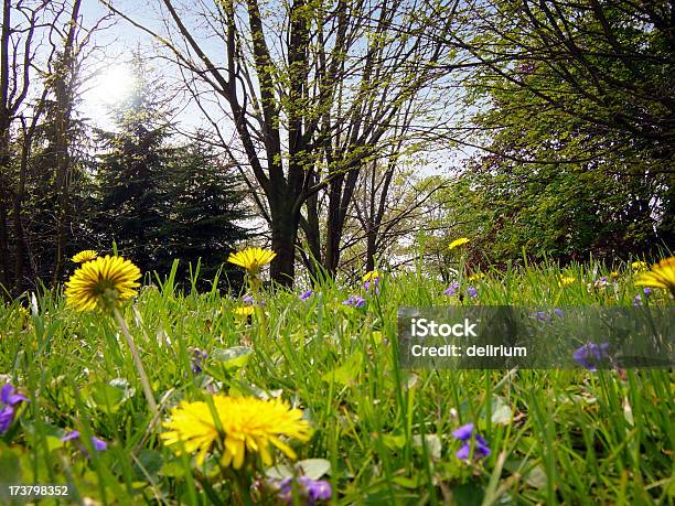 Dandelion Fields Stock Photo - Download Image Now - Dandelion, Flower, Grass