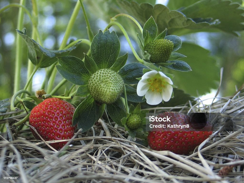 Three Stages of a Strawberry A growing strawberry plant with the berries nestled on straw Agriculture Stock Photo