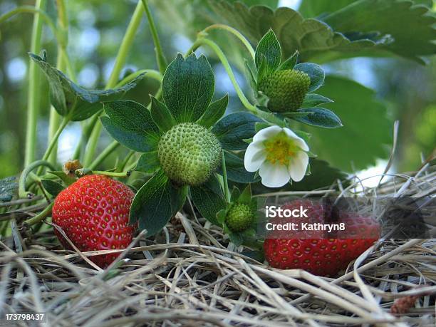 Three Stages Of A Strawberry Stock Photo - Download Image Now - Agriculture, Berry Fruit, Botany