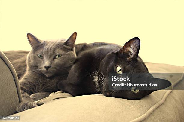 Cat Schwestern Im Übrigen Stockfoto und mehr Bilder von Anthropomorph - Anthropomorph, Familie, Fotografie