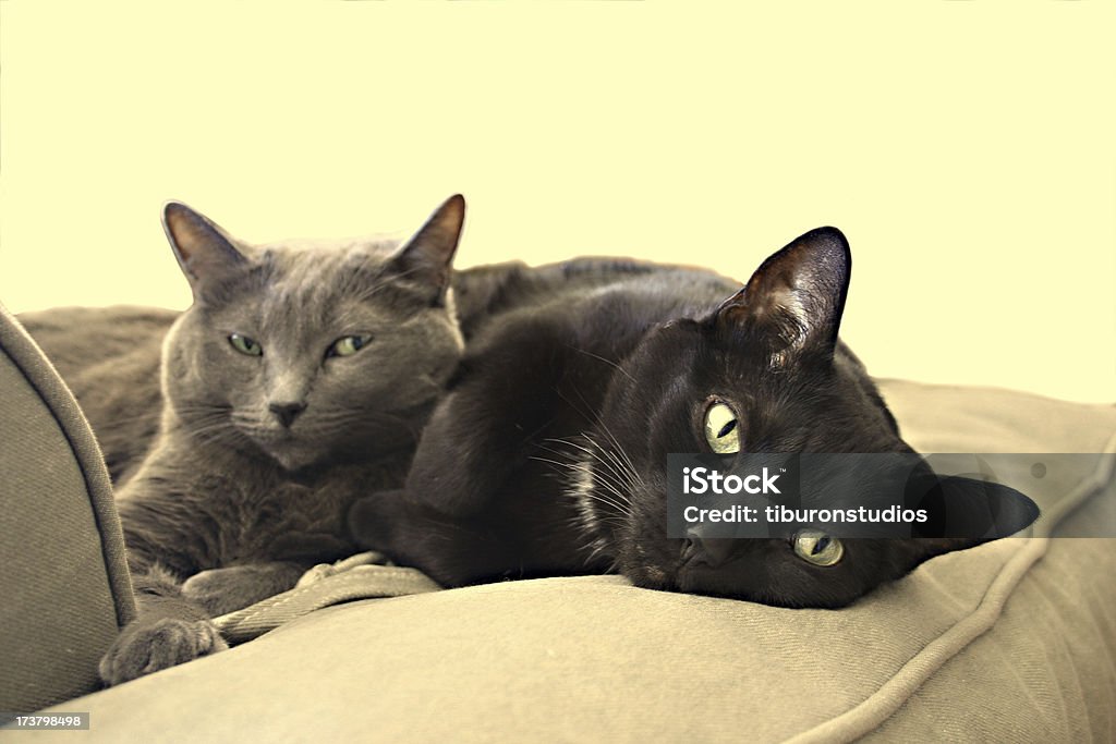 Кошка сестры в состоянии покоя - Стоковые фото Взаимодействие роялти-фри