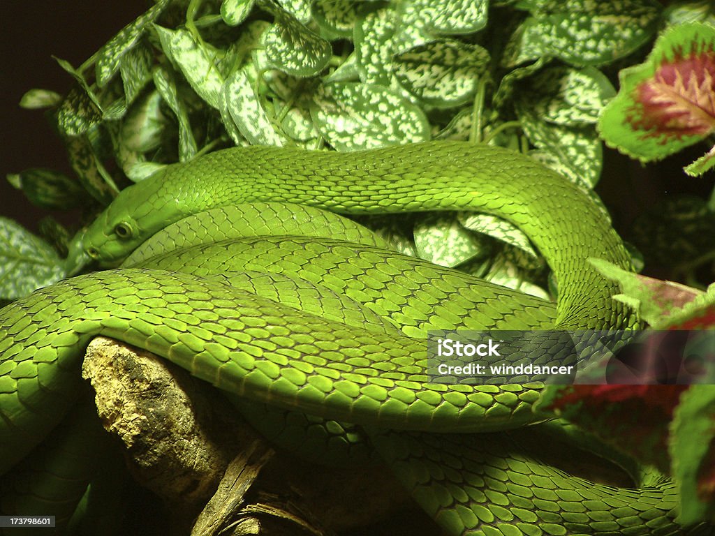 Weitere green Snake Aufnahme - Lizenzfrei Fotografie Stock-Foto