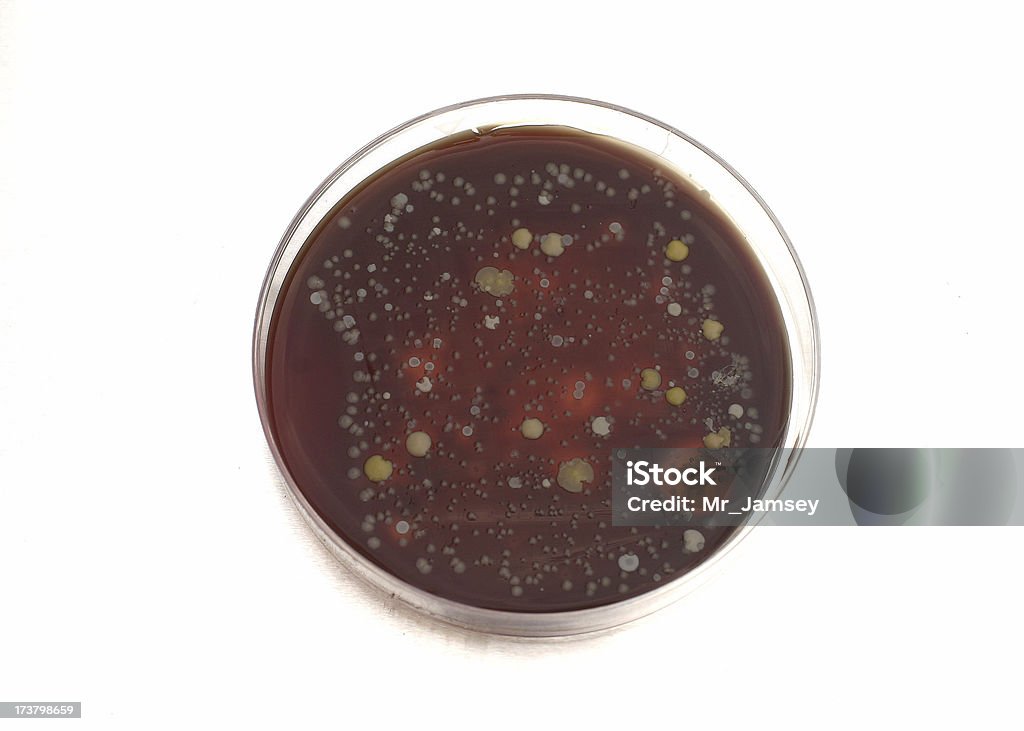 Contaminated petri dish A petri dish filled with contaminated culture medium. Antibiotic Stock Photo