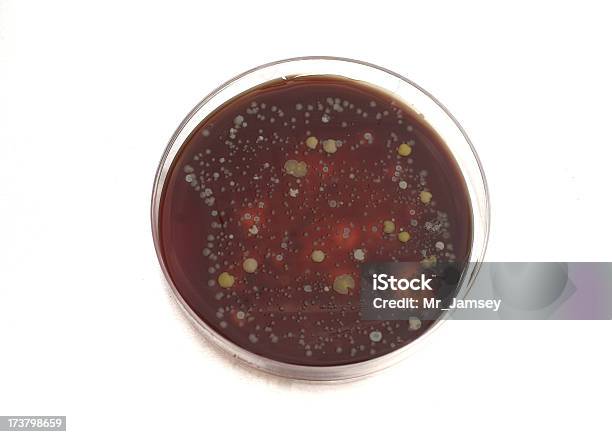 Contaminated Petri Dish Stock Photo - Download Image Now - Antibiotic, Bacterium, Colony - Group of Animals