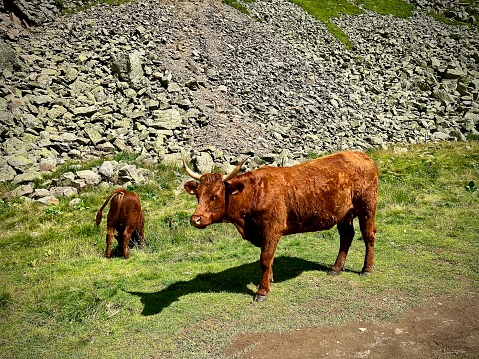View of a cow in a mountain pasture on a summer day