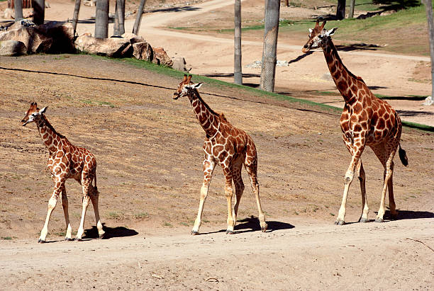 giraffes trzech rozmiarach - south african giraffe zdjęcia i obrazy z banku zdjęć