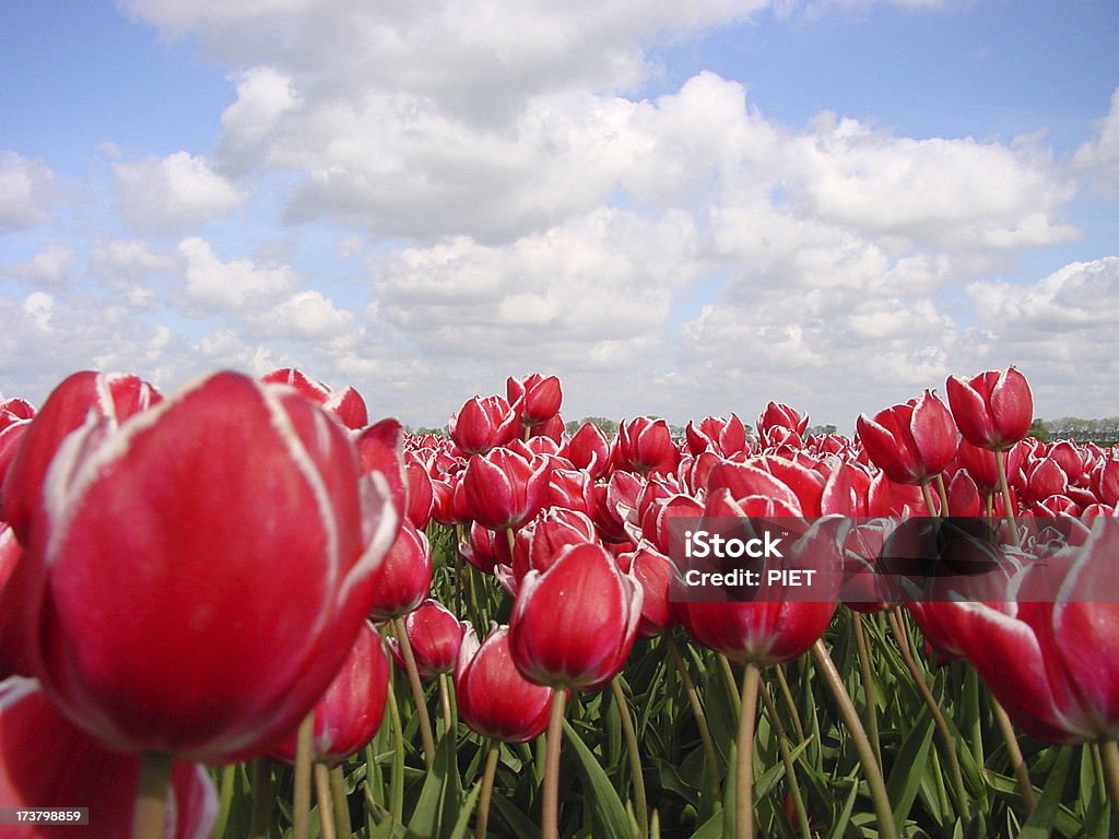 블루 및 red1 - 로열티 프리 구름 풍경 스톡 사진