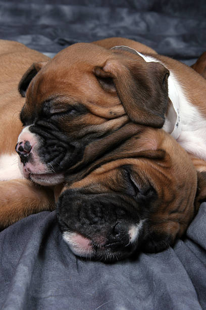 Cтоковое фото Спящая Собака боксера детенышей