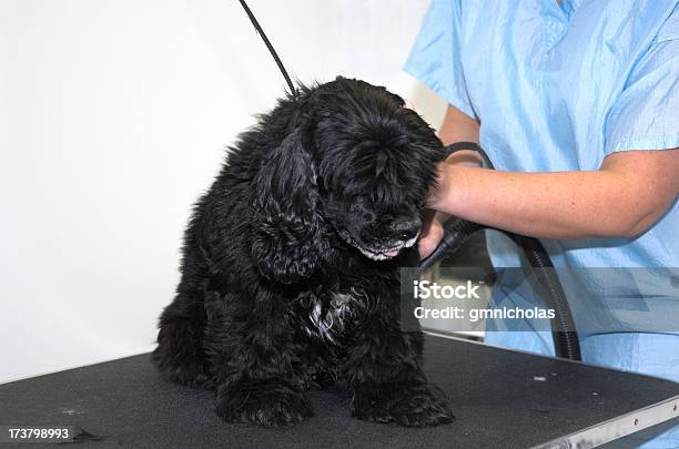 Foto de Cão De Beleza e mais fotos de stock de Adulto - Adulto, Animal, Animal de estimação