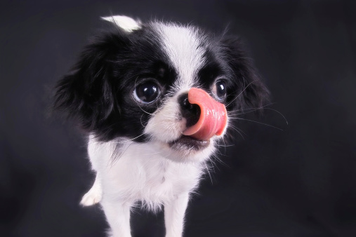 Japanese Chin puppy showing off just how long his tongue really is.