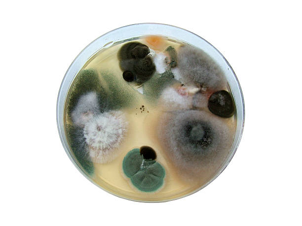 成形に成長し、シャーレ - petri dish mold high scale magnification magnification ストックフォトと画像