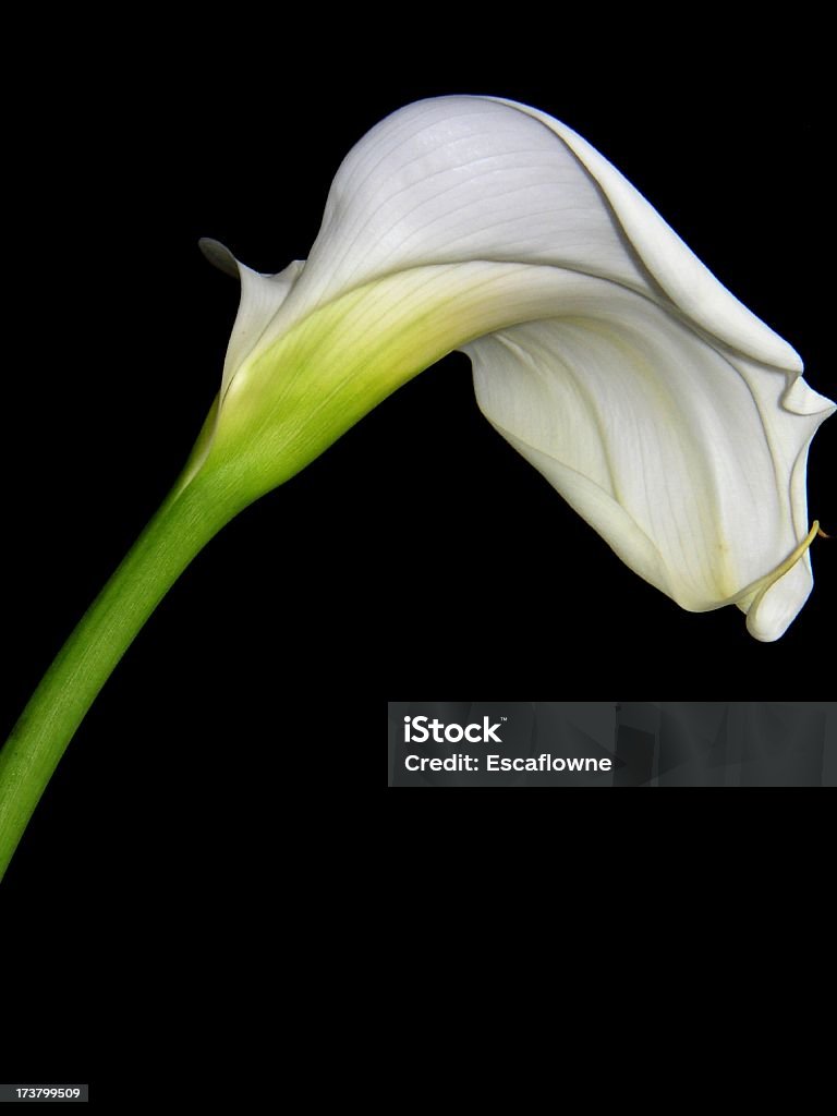 Calla lily swirl original color A calla lily bloom fully open against black background. Bent Stock Photo