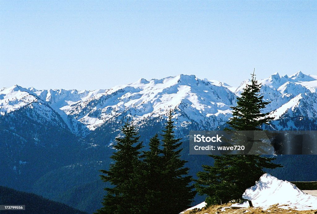 Hurricane Ridge, dans l'État de Washington - Photo de Arbre libre de droits