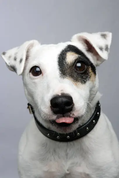 A Jack Russell sticking his tongue out at you...