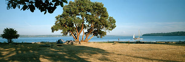 마드로나 at campsite on blake 섬, 워싱턴 - madrona tree 뉴스 사진 이미지