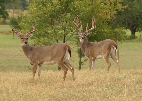 Two captive White-tailed bucks looking over their shoulders.