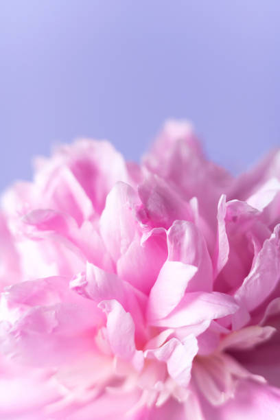 istock Delicate pale pink peony flower close up. 1738001253