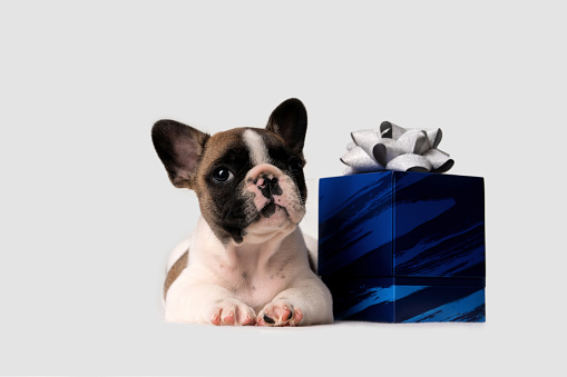 Adorable chubby French Bulldog puppy relaxes, lies near a blue gift box with a bow and looks at the camera on a light background.