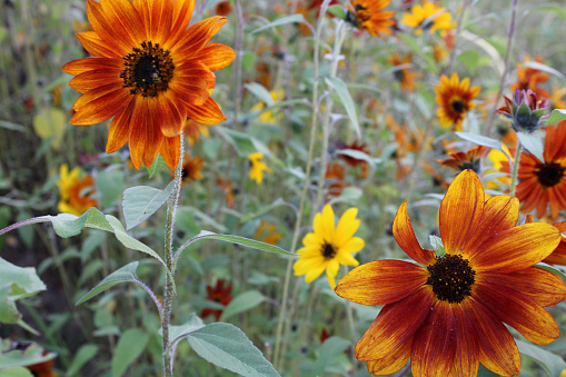 Field of Flowers - sunflowers