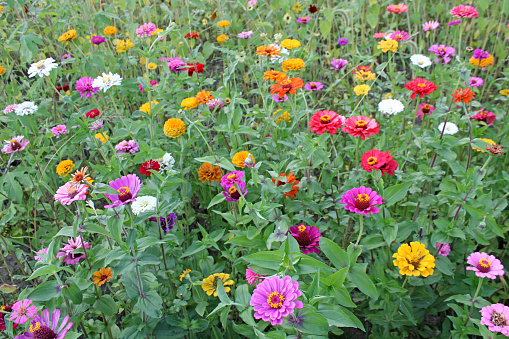 Field of Flowers - colorful zinnias