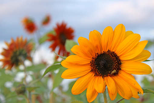 Rudbekia Yellow Daisy flowers in ornamental garden