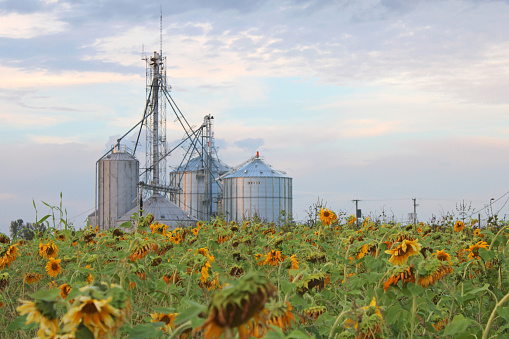 Field of Flowers - colorful Zinnias and sunflowers - silos in the background