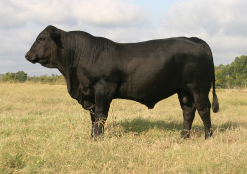 Spanish powerful bull with big horns