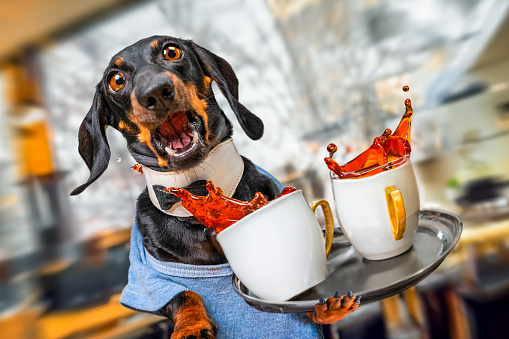 Frightened dog dachshund, waiter in uniform drops tray with two cups of coffee, splashes pour out, spill Clumsy barista, bartender shed tea, bulging eyes shocked by trouble Poor cafe service, trainee