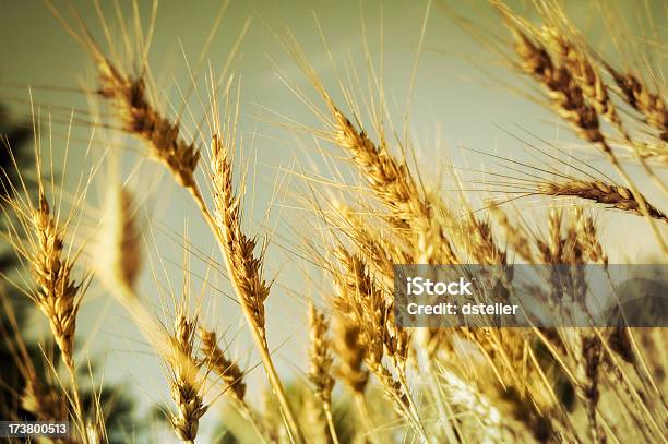 Trigo 8 Foto de stock y más banco de imágenes de Abundancia - Abundancia, Agricultura, Aire libre