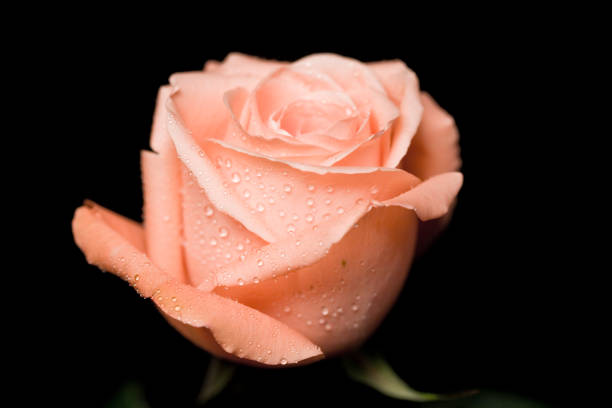 macor of a salmon pink rose on blackCheck out my rose photos
