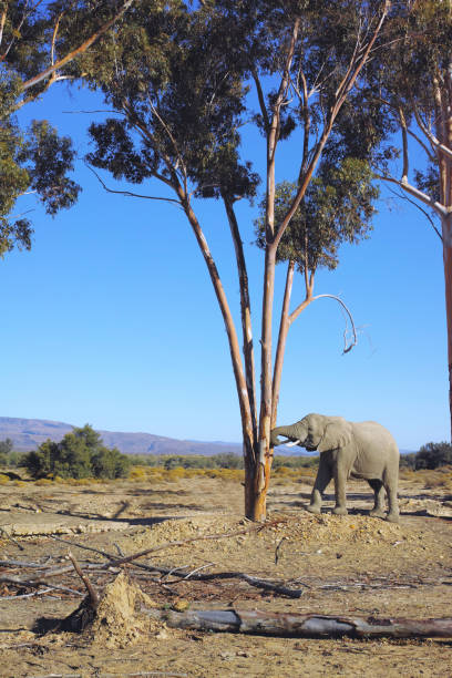 istock Trees and forest around Cape Town 1738007893