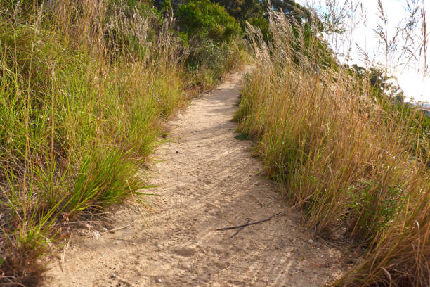 Mountain trails on Lion's Head, Table Mountain National Park, Cape Town, South Africa