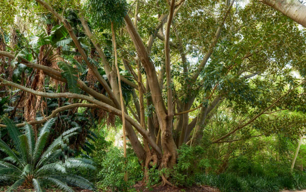 istock Trees and forest around Cape Town 1738007934