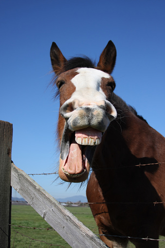 Riendo caballo photo