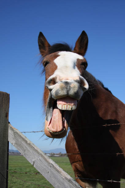 laughing horse - clydesdale stok fotoğraflar ve resimler