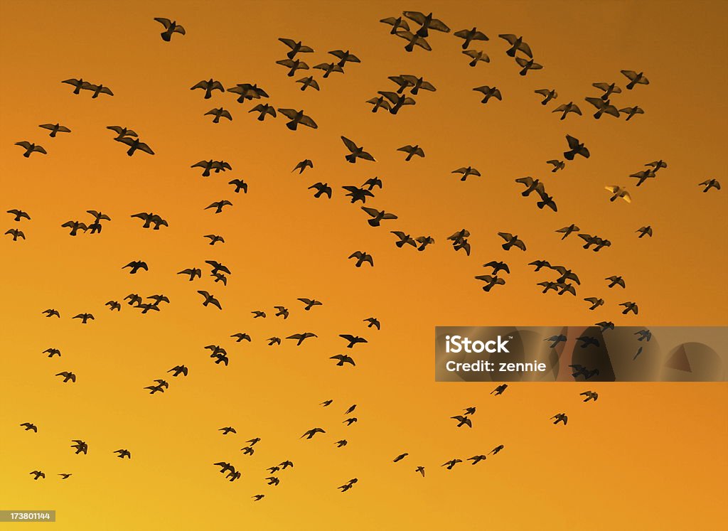 Oiseaux contre le ciel Orange - Photo de Aile d'animal libre de droits