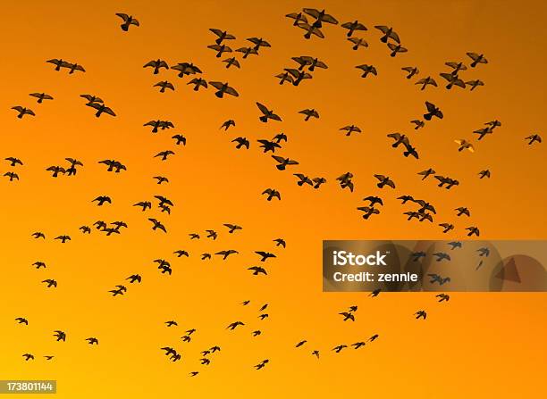 Photo libre de droit de Oiseaux Contre Le Ciel Orange banque d'images et plus d'images libres de droit de Aile d'animal - Aile d'animal, Battre des ailes, Ciel