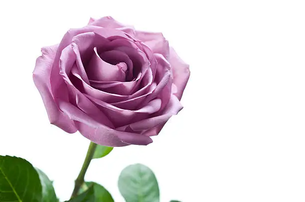 Photo of Purple Rose